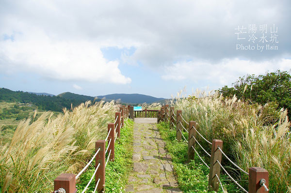 陽明山冷水坑芒花
