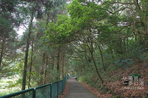 陽明山冷水坑芒花