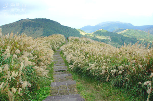陽明山冷水坑芒花