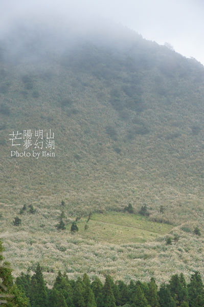 陽明山冷水坑芒花