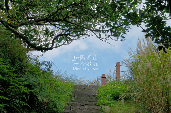 陽明山冷水坑芒花