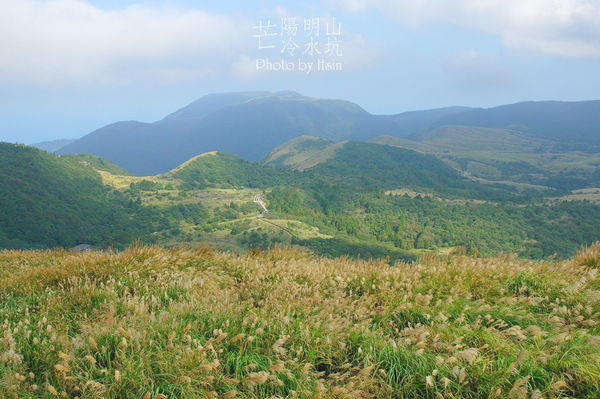 陽明山冷水坑芒花