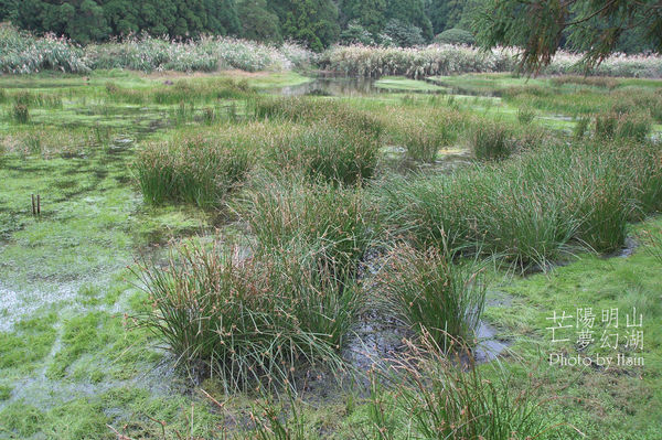 陽明山冷水坑芒花