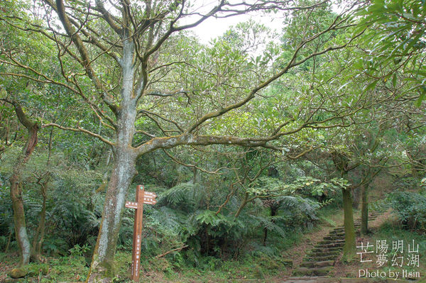 陽明山冷水坑芒花