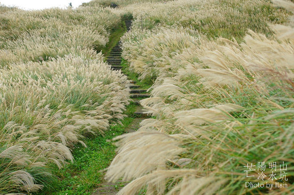 陽明山冷水坑芒花