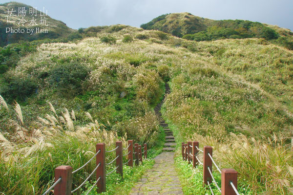 陽明山冷水坑芒花