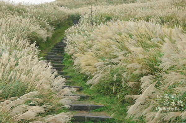 陽明山冷水坑芒花