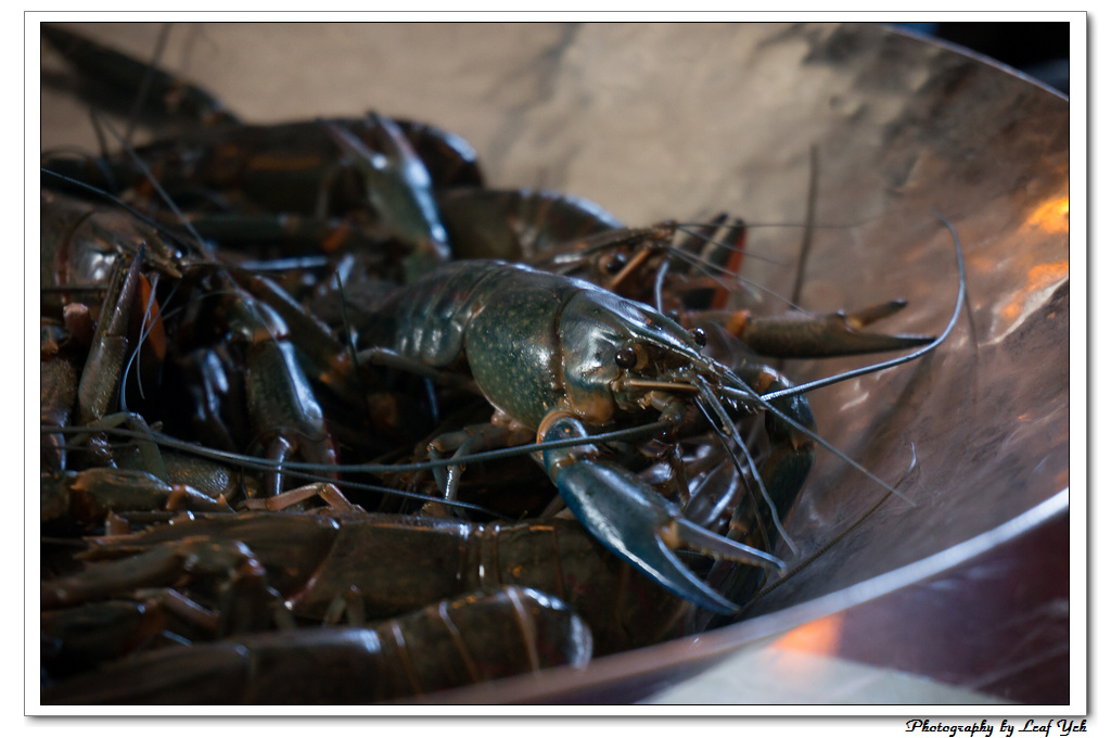 葉影瓶像版權所有