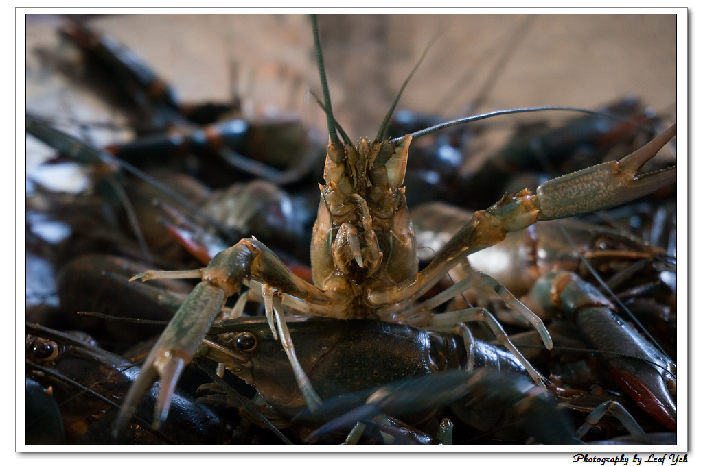 葉影瓶像版權所有