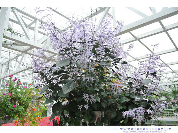 香草菲菲芳香植物博物館:【食記】oO。。宜蘭 香草菲菲 超美超夢幻的花園,在這用餐,簡直是人間仙境啊!。o○。