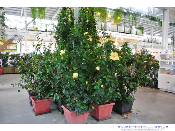 香草菲菲芳香植物博物館:【食記】oO。。宜蘭 香草菲菲 超美超夢幻的花園,在這用餐,簡直是人間仙境啊!。o○。