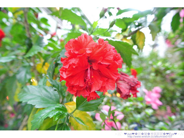 香草菲菲芳香植物博物館:【食記】oO。。宜蘭 香草菲菲 超美超夢幻的花園,在這用餐,簡直是人間仙境啊!。o○。
