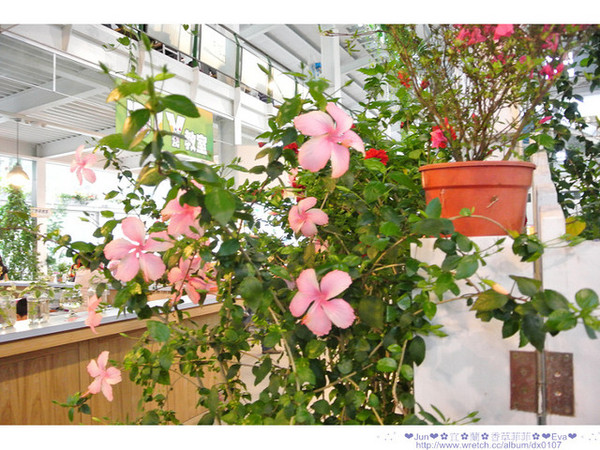 香草菲菲芳香植物博物館:【食記】oO。。宜蘭 香草菲菲 超美超夢幻的花園,在這用餐,簡直是人間仙境啊!。o○。