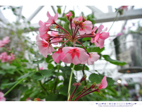 香草菲菲芳香植物博物館:【食記】oO。。宜蘭 香草菲菲 超美超夢幻的花園,在這用餐,簡直是人間仙境啊!。o○。