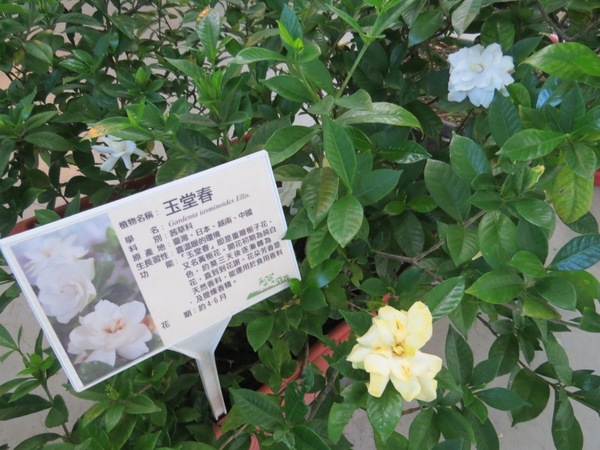 香草菲菲芳香植物博物館:香入菲菲的香草菲菲【宜蘭/香草菲菲】
