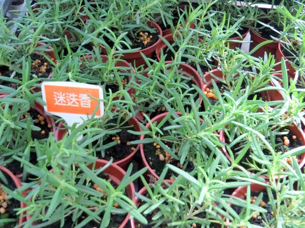 香草菲菲芳香植物博物館:香入菲菲的香草菲菲【宜蘭/香草菲菲】