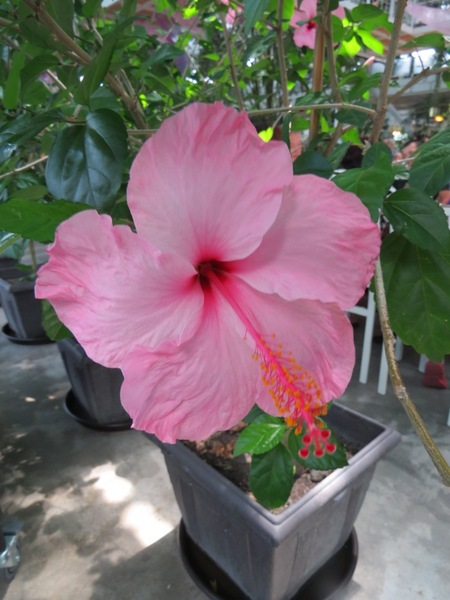 香草菲菲芳香植物博物館:香入菲菲的香草菲菲【宜蘭/香草菲菲】