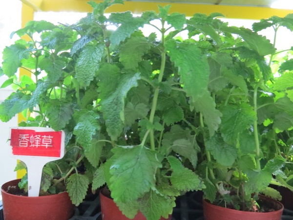 香草菲菲芳香植物博物館:香入菲菲的香草菲菲【宜蘭/香草菲菲】