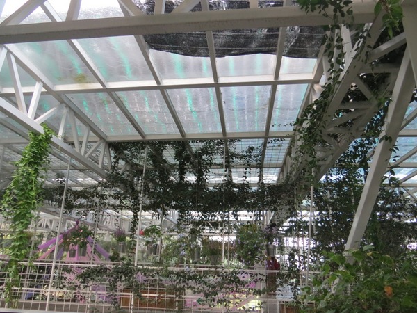 香草菲菲芳香植物博物館:香入菲菲的香草菲菲【宜蘭/香草菲菲】