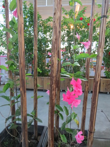 香草菲菲芳香植物博物館:香入菲菲的香草菲菲【宜蘭/香草菲菲】