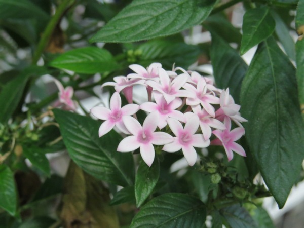 香草菲菲芳香植物博物館:香入菲菲的香草菲菲【宜蘭/香草菲菲】