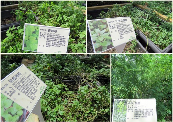 香草菲菲芳香植物博物館:香入菲菲的香草菲菲【宜蘭/香草菲菲】