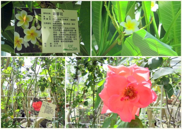 香草菲菲芳香植物博物館:香入菲菲的香草菲菲【宜蘭/香草菲菲】