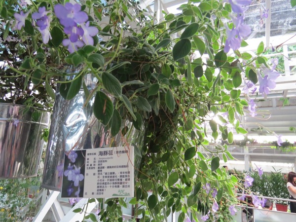 香草菲菲芳香植物博物館:香入菲菲的香草菲菲【宜蘭/香草菲菲】