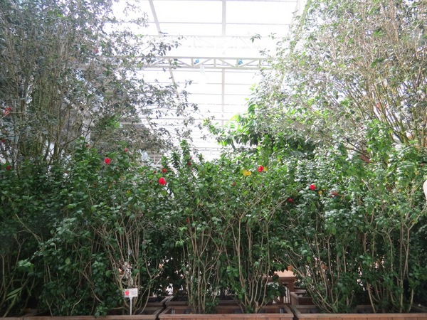 香草菲菲芳香植物博物館:香入菲菲的香草菲菲【宜蘭/香草菲菲】