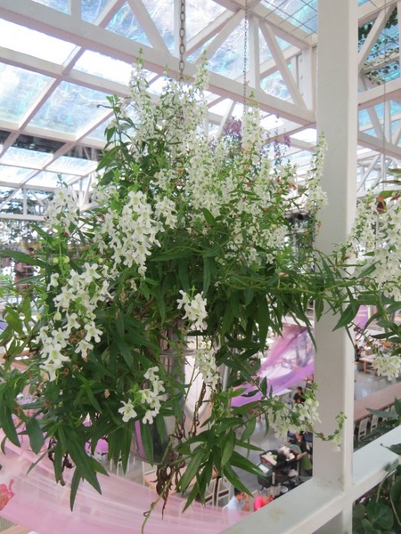 香草菲菲芳香植物博物館:香入菲菲的香草菲菲【宜蘭/香草菲菲】