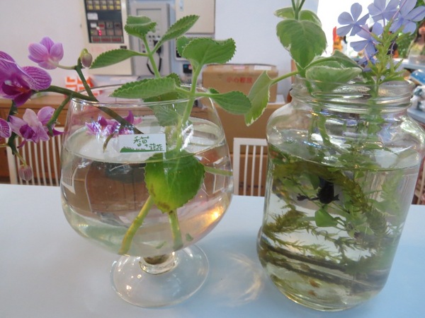 香草菲菲芳香植物博物館:香入菲菲的香草菲菲【宜蘭/香草菲菲】