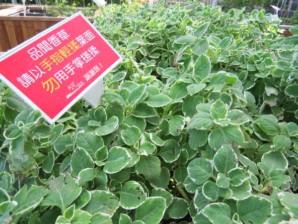 香草菲菲芳香植物博物館:香入菲菲的香草菲菲【宜蘭/香草菲菲】