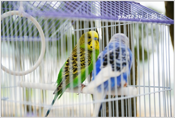 香草菲菲芳香植物博物館:宜蘭員山「香草菲菲」超大室內植物園