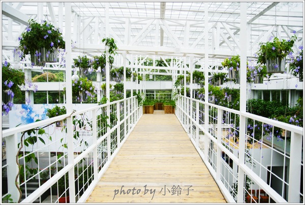 香草菲菲芳香植物博物館:宜蘭員山「香草菲菲」超大室內植物園