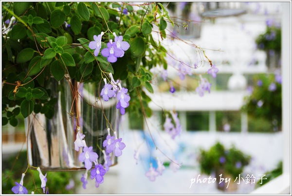 香草菲菲芳香植物博物館:宜蘭員山「香草菲菲」超大室內植物園