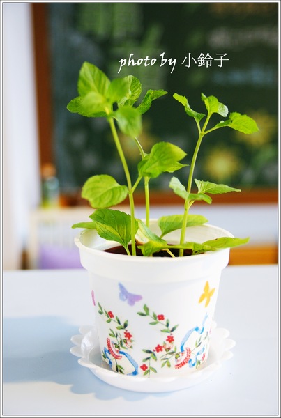 香草菲菲芳香植物博物館:宜蘭員山「香草菲菲」超大室內植物園