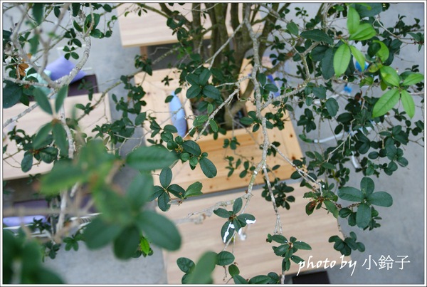 香草菲菲芳香植物博物館:宜蘭員山「香草菲菲」超大室內植物園