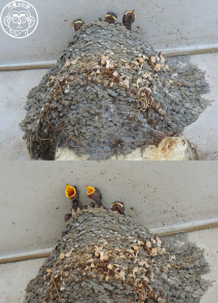 廣興做粿：呷飽祙【宜蘭冬山･廣興做粿】多元品項任你挑