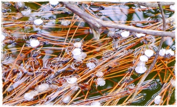 逸仙公園:【台北◍•ᴗ•◍中正】捷運台北車站✯賞梅景點・日式建築景點・逸仙公園賞梅|雪白滿開白梅、嬌滴粉嫩宮粉梅與日式建築相映的風雅景致