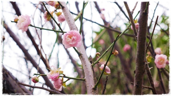 逸仙公園:【台北◍•ᴗ•◍中正】捷運台北車站✯賞梅景點・日式建築景點・逸仙公園賞梅|雪白滿開白梅、嬌滴粉嫩宮粉梅與日式建築相映的風雅景致
