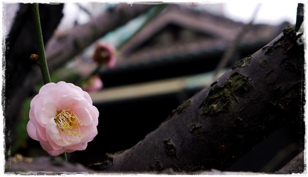 逸仙公園:【台北◍•ᴗ•◍中正】捷運台北車站✯賞梅景點・日式建築景點・逸仙公園賞梅|雪白滿開白梅、嬌滴粉嫩宮粉梅與日式建築相映的風雅景致