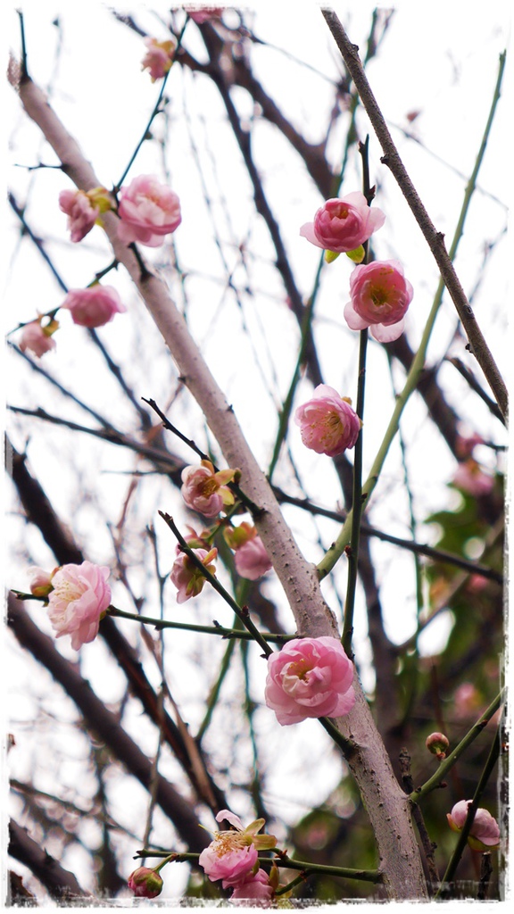 逸仙公園:【台北◍•ᴗ•◍中正】捷運台北車站✯賞梅景點・日式建築景點・逸仙公園賞梅|雪白滿開白梅、嬌滴粉嫩宮粉梅與日式建築相映的風雅景致