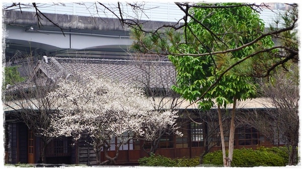 逸仙公園:【台北◍•ᴗ•◍中正】捷運台北車站✯賞梅景點・日式建築景點・逸仙公園賞梅|雪白滿開白梅、嬌滴粉嫩宮粉梅與日式建築相映的風雅景致