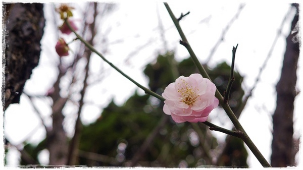 逸仙公園:【台北◍•ᴗ•◍中正】捷運台北車站✯賞梅景點・日式建築景點・逸仙公園賞梅|雪白滿開白梅、嬌滴粉嫩宮粉梅與日式建築相映的風雅景致
