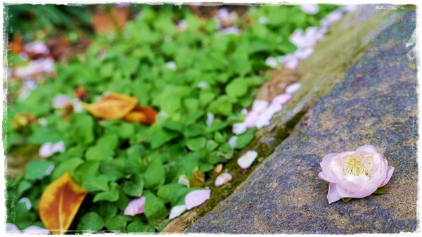 逸仙公園:【台北◍•ᴗ•◍中正】捷運台北車站✯賞梅景點・日式建築景點・逸仙公園賞梅|雪白滿開白梅、嬌滴粉嫩宮粉梅與日式建築相映的風雅景致