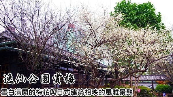 逸仙公園:【台北◍•ᴗ•◍中正】捷運台北車站✯賞梅景點・日式建築景點・逸仙公園賞梅|雪白滿開白梅、嬌滴粉嫩宮粉梅與日式建築相映的風雅景致