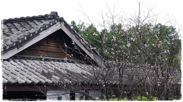 逸仙公園:【台北◍•ᴗ•◍中正】捷運台北車站✯賞梅景點・日式建築景點・逸仙公園賞梅|雪白滿開白梅、嬌滴粉嫩宮粉梅與日式建築相映的風雅景致
