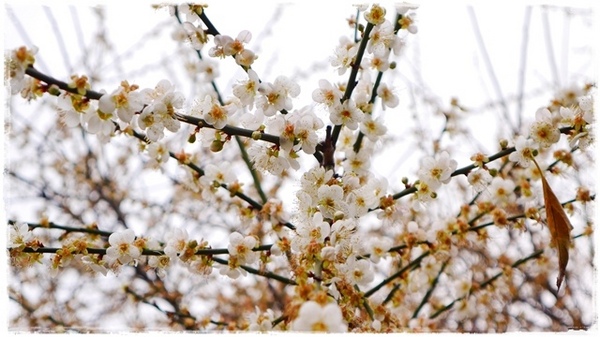 逸仙公園:【台北◍•ᴗ•◍中正】捷運台北車站✯賞梅景點・日式建築景點・逸仙公園賞梅|雪白滿開白梅、嬌滴粉嫩宮粉梅與日式建築相映的風雅景致
