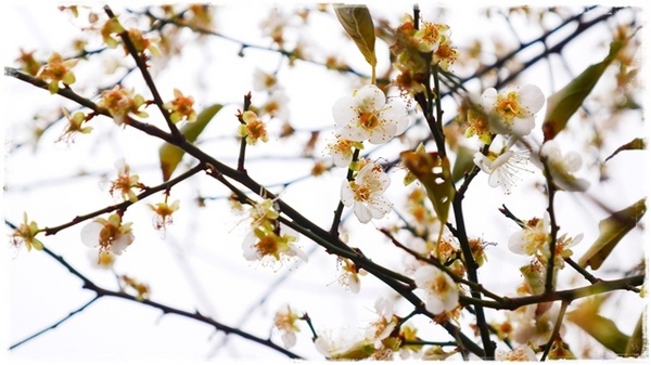 逸仙公園:【台北◍•ᴗ•◍中正】捷運台北車站✯賞梅景點・日式建築景點・逸仙公園賞梅|雪白滿開白梅、嬌滴粉嫩宮粉梅與日式建築相映的風雅景致