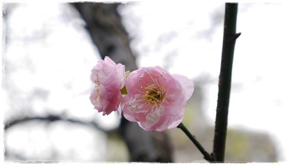 逸仙公園:【台北◍•ᴗ•◍中正】捷運台北車站✯賞梅景點・日式建築景點・逸仙公園賞梅|雪白滿開白梅、嬌滴粉嫩宮粉梅與日式建築相映的風雅景致